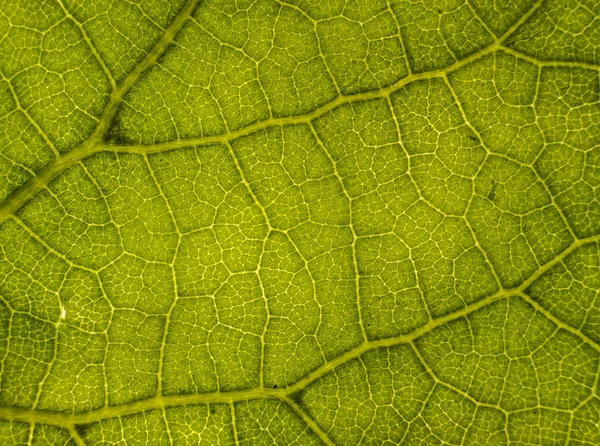 Hintergrundbild eines Baumblattes in Nahaufnahme — Stockfoto