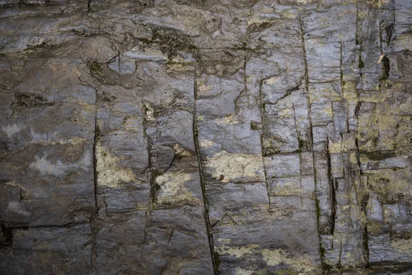 Textura de pedra molhada coberta com musgo. Imagem de fundo do macr — Fotografia de Stock