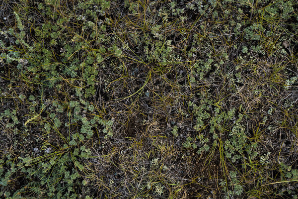 Texture of withered grass. Lifeless background image. Siberian s