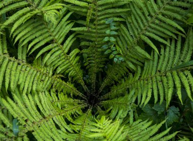 Yeşil çim arka plan görüntüsü. Taze eğrelti otunun dokusu