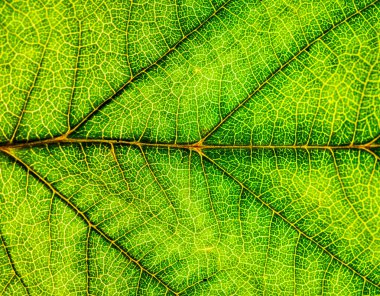 Bir ağacın bir yaprağının arka plan görüntüsü yakın. Yeşil bir yaprak