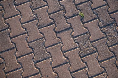 Çim ile büyümüş kaldırım levhaları Doku. Bir tabaka taşının arka plan görüntüsü