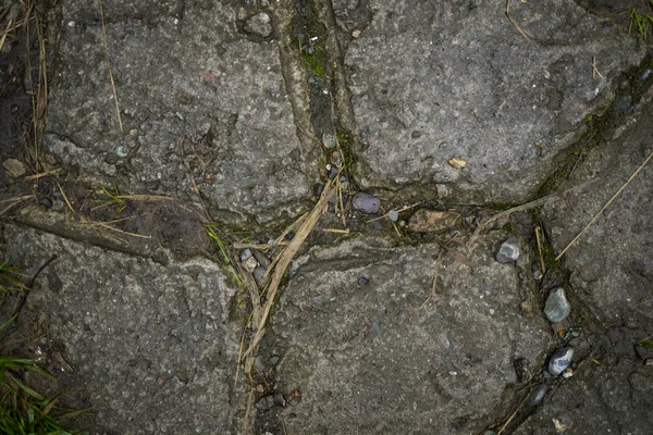 Textura de lajes de pavimentação coberto com grama. Imagem de fundo o — Fotografia de Stock