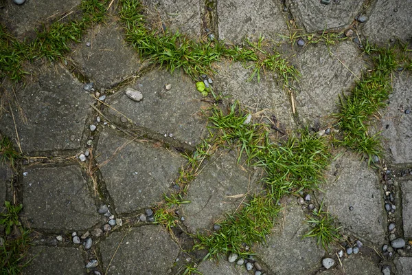 Textura de lajes de pavimentação coberto com grama. Imagem de fundo o — Fotografia de Stock