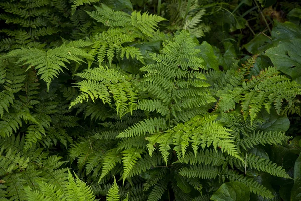 Immagine di sfondo di erba verde. La consistenza della felce fresca — Foto Stock