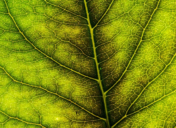 Background image of a leaf of a tree close up. A green leaf of a — Stock Photo, Image