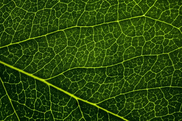 Achtergrondafbeelding van een blad van een boom close-up. Een groen blad van een — Stockfoto