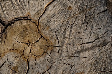 Eski ahşap doku. Arka plan görüntüsü. Makro fotoğraf