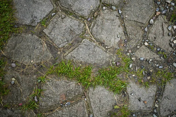 Texture of paving slabs overgrown with grass. Background image o — Stock Photo, Image