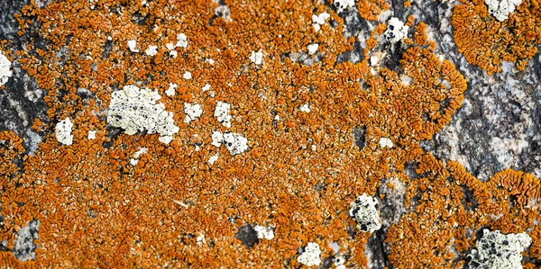 De textuur van de steen begroeid met mos. Achtergrondafbeelding o — Stockfoto