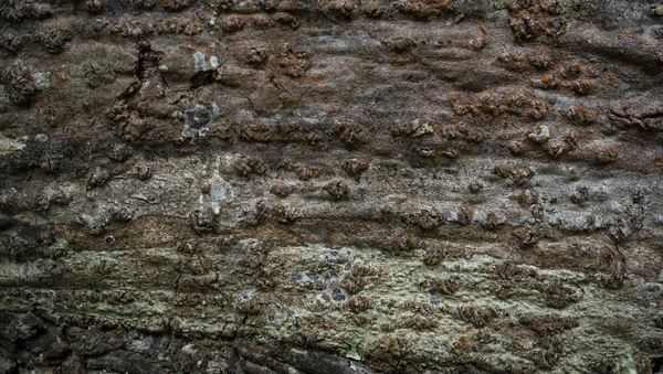 La textura de la corteza de un árbol. Imagen de fondo de macro pho — Foto de Stock