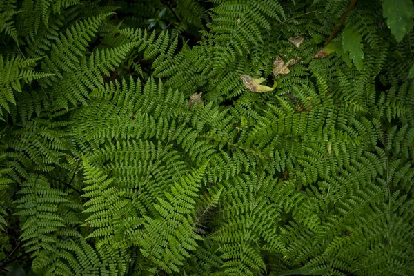 Immagine di sfondo di erba verde. La consistenza della felce fresca — Foto Stock