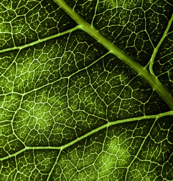 ภาพพื้นหลังของใบของต้นไม้ใกล้เคียง ใบสีเขียวของ — ภาพถ่ายสต็อก