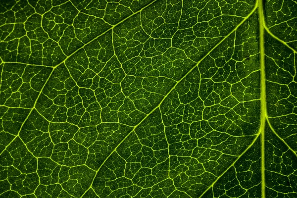 Achtergrondafbeelding van een blad van een boom close-up. Een groen blad van een — Stockfoto