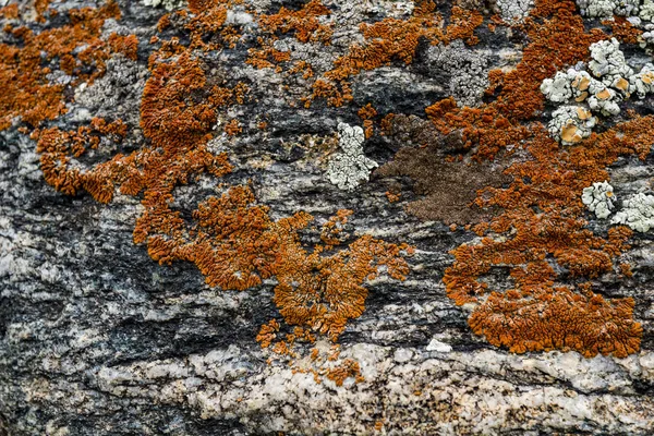 Strukturen på stenen överväxt med mossa. Bakgrundsbild o — Stockfoto