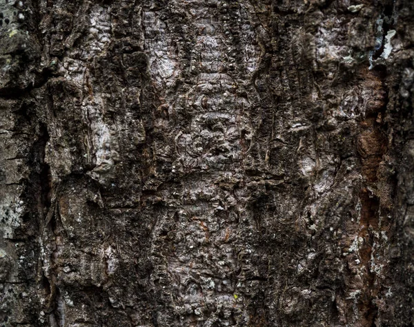 Die Textur der Rinde eines Baumes. Hintergrundbild von Makro-Pho — Stockfoto