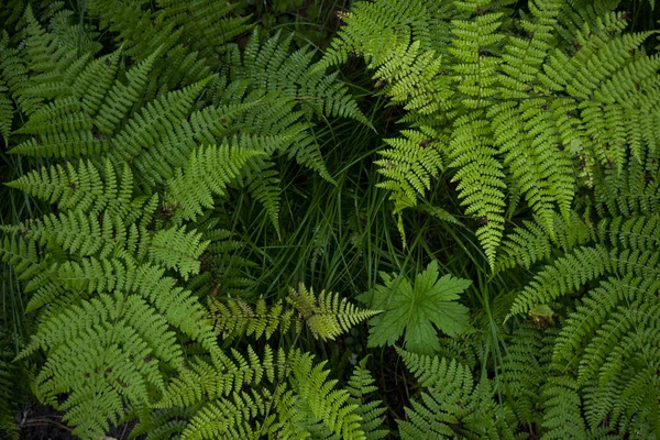 Háttérkép zöld fű. A textúra a friss páfrány — Stock Fotó