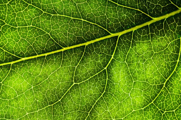 Image de fond d'une feuille d'un arbre gros plan. Une feuille verte d'un — Photo