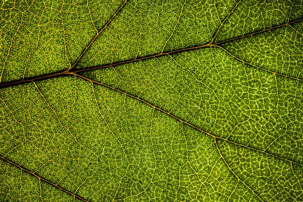Image de fond d'une feuille d'un arbre gros plan. Une feuille verte d'un — Photo