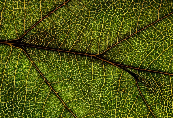 Imagem de fundo de uma folha de uma árvore fecham. Uma folha verde de um — Fotografia de Stock