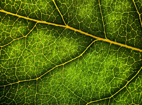 Imagem de fundo de uma folha de uma árvore fecham. Uma folha verde de um — Fotografia de Stock