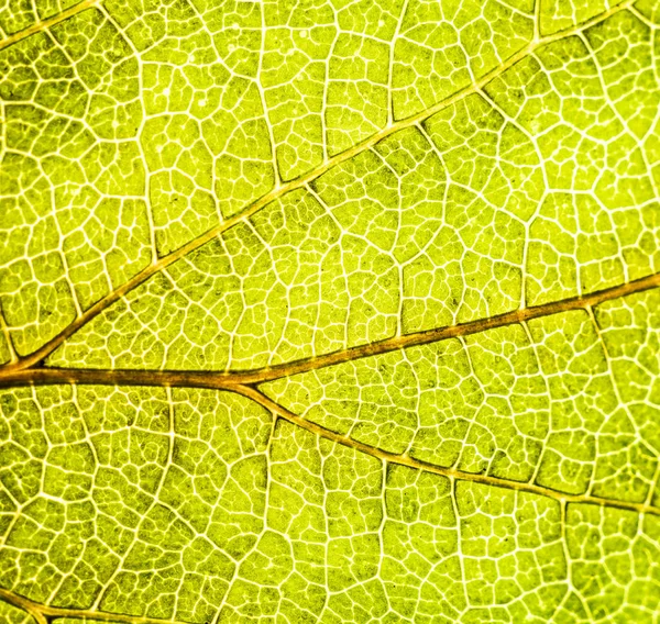 Image de fond d'une feuille d'un arbre gros plan. Une feuille verte d'un — Photo