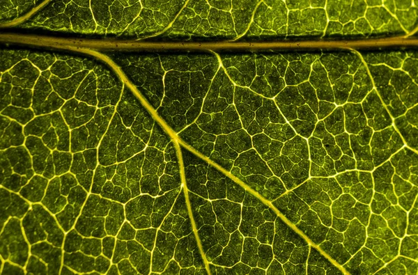 Bakgrundsbild av ett löv i ett träd närbild. Ett grönt blad av en — Stockfoto