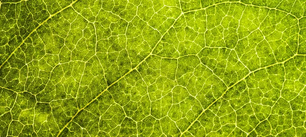 Background image of a leaf of a tree close up. A green leaf of a — Stock Photo, Image