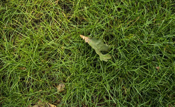 Tekstura zielonego trawnika. Obraz tła zielonego świeżego g — Zdjęcie stockowe