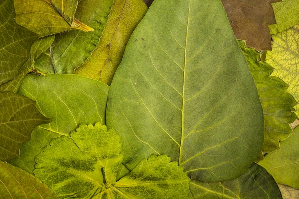 Achtergrondafbeelding van bladeren die vanaf de bovenkant zijn neergeschoten. Groene natuurlijke aardige — Stockfoto