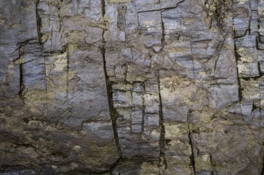 Yosun la kaplı ıslak taş dokusu. macr arka plan görüntüsü