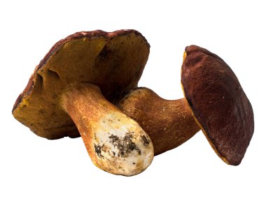 İzole taze çiğ porcini mantar