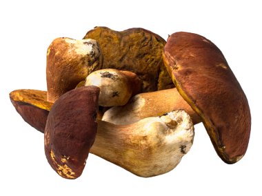 İzole taze çiğ porcini mantar