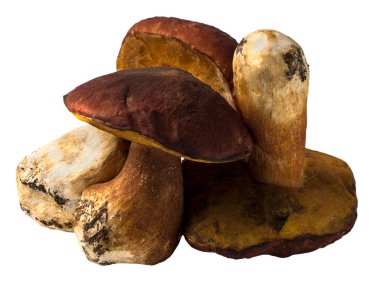 İzole taze çiğ porcini mantar