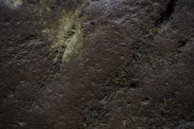 Yosun la kaplı ıslak taş dokusu. macr arka plan görüntüsü