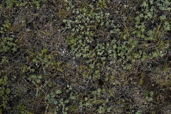 枯れた草の質感。生命のない背景画像。シベリア — ストック写真