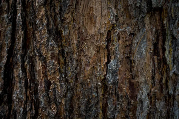 Die Textur der Rinde eines Baumes. Hintergrundbild von Makro-Pho — Stockfoto