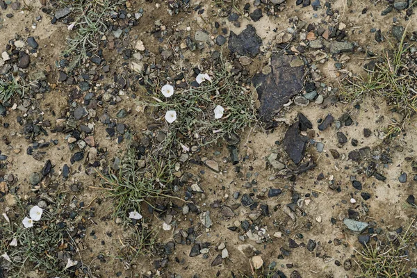 The texture of fine stone on the ground with grass and flowers. — Stock Photo, Image