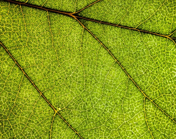 Bakgrundsbild av ett löv i ett träd närbild. Ett grönt blad av en — Stockfoto