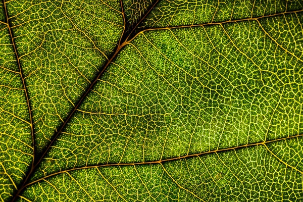 Hintergrundbild eines Baumblattes in Großaufnahme. ein grünes Blatt eines — Stockfoto