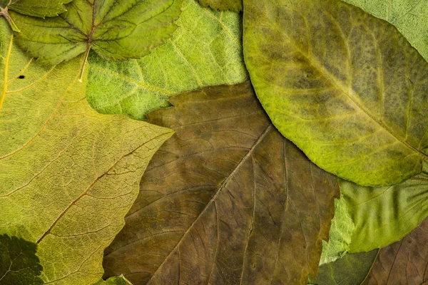 Image de fond de feuilles prises du haut. Foli naturel vert — Photo