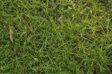 Yeşil çimlerin dokusu. Yeşil taze g arka plan görüntüsü