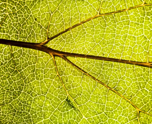 Imagem de fundo de uma folha de uma árvore fecham. Uma folha verde de um — Fotografia de Stock