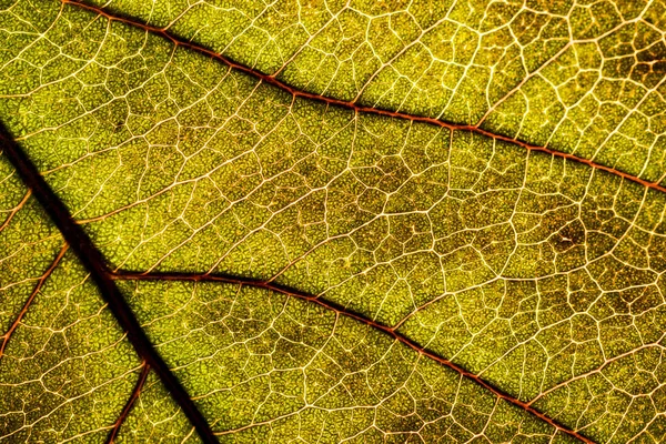 Bakgrundsbild av ett löv i ett träd närbild. Ett grönt blad av en — Stockfoto