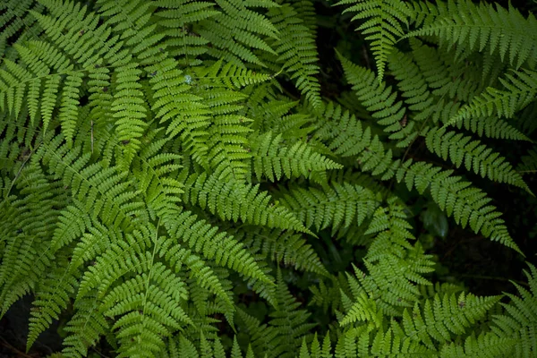 Immagine di sfondo di erba verde. La consistenza della felce fresca — Foto Stock