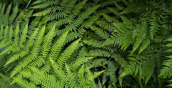 Immagine di sfondo di erba verde. La consistenza della felce fresca — Foto Stock