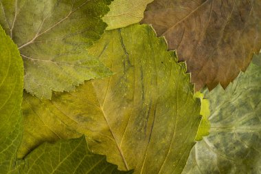 Yukarıdan çekilen yaprakların arka plan görüntüsü. Yeşil doğal foli