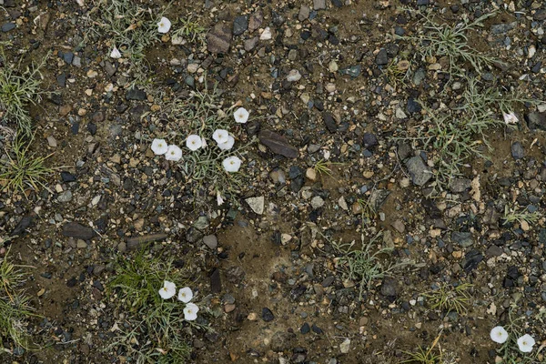 Konsistensen av fin sten på marken med gräs och blommor. — Stockfoto