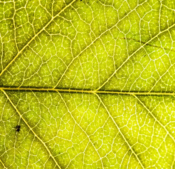 Imagem de fundo de uma folha de uma árvore fecham. Uma folha verde de um — Fotografia de Stock