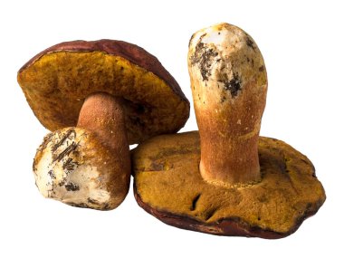 İzole taze çiğ porcini mantar